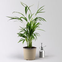 Goldfruchtpalme, Topf-Ø 17 cm, Höhe ca. 60 cm, 2 Pflanzen