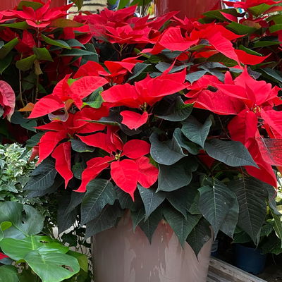 Bio Weihnachtsstern, rot, Topf-Ø 12 cm, 3 Pflanzen