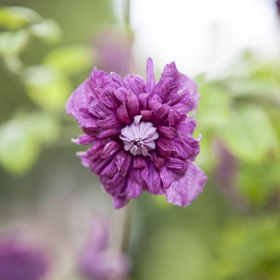Italienische Waldrebe 'Purpurea Plena Elegans', 2er-Set, purpurviolett