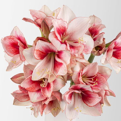 5 rot/weiße Amaryllis 'Showmaster'