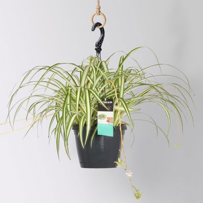 Grünlilie 'Variegatum', Ampeltopf-Ø 17 cm, Höhe ca. 35 cm