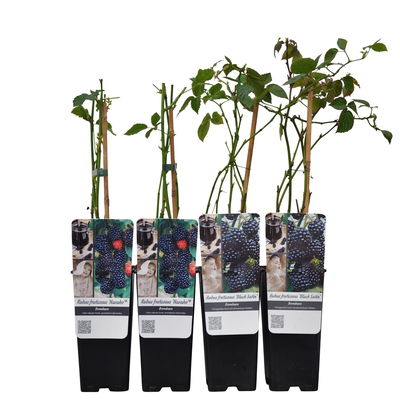 Brombeeren 'Navaho'® Arapaho(s) & 'Black Satin', 4er-Set, Topf je 2 Liter Brombeeren 'Navaho'® Arapaho(s) & 'Black Satin', 4er-Set, Topf je 2 Liter