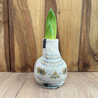 Amaryllis in Wachs, Dekor 'Pullover Nordic', Farbe zufällig, Blüte rot