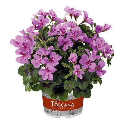 Geranie 'Villetta® Lilac' lila, hängend, Topf-Ø 13cm, 6er-Set