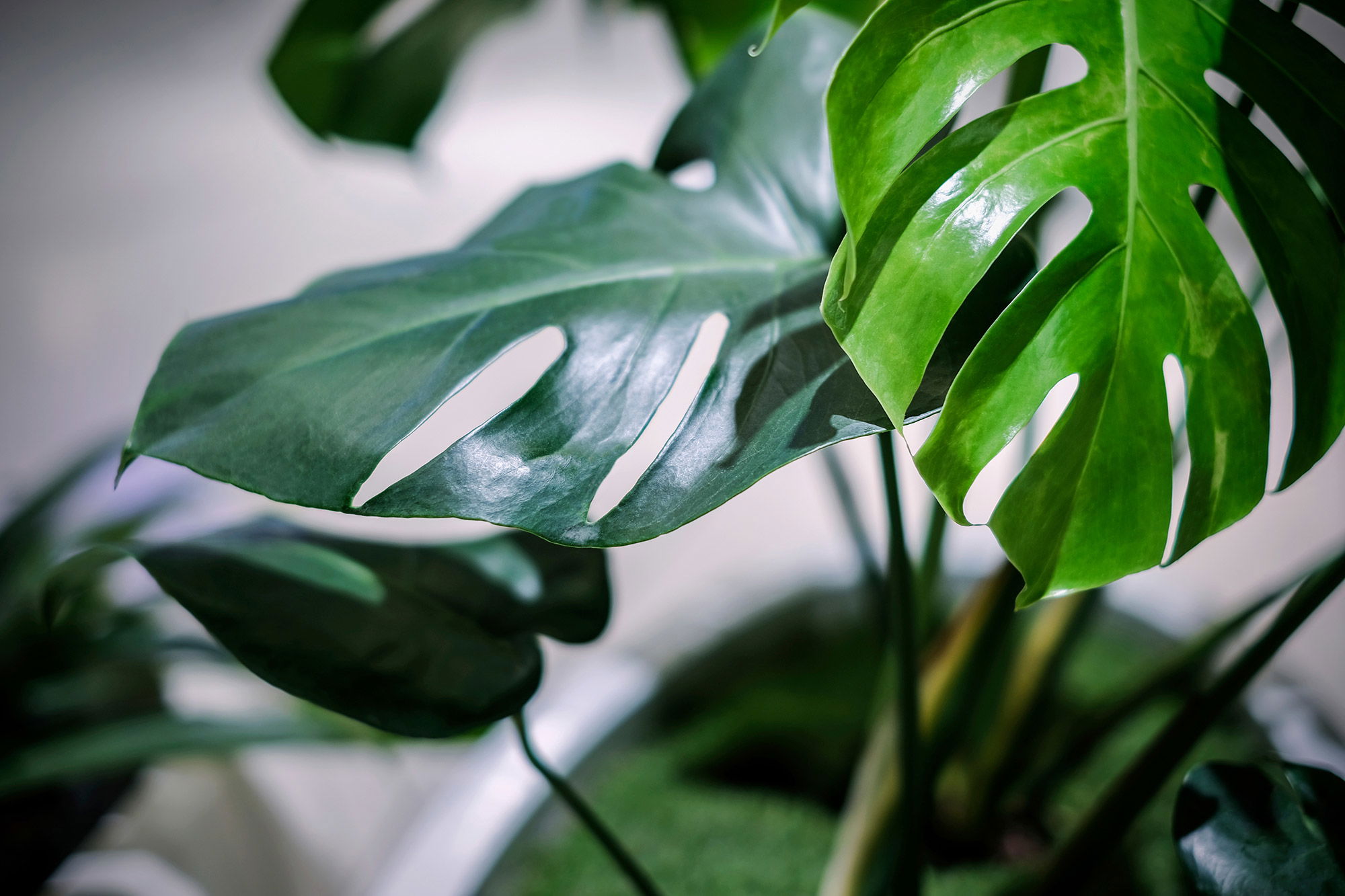Monstera Monstera