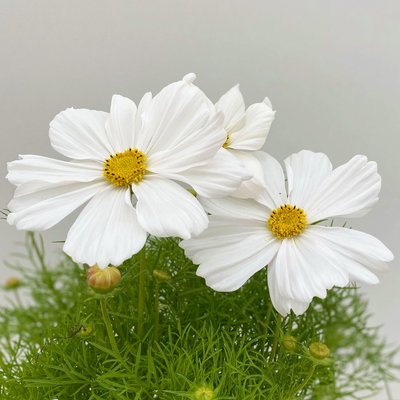 Cosmea, Farben zufällig, Topf-Ø 12 cm, Höhe ca. 25 cm, 6 Pflanzen