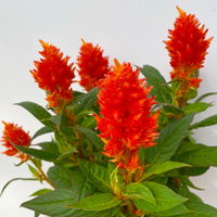 Celosia 'Kelos Fire Orange' orange, Topf-Ø 12 cm, 6 Stück