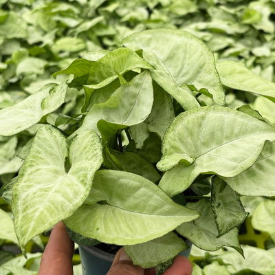 Syngonium 'Emerald Gem', Topf-Ø 12 cm, 2 Pflanzen