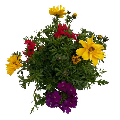 Sommerblüher-Mix, TrioMio™ 'Tweety Pop' rot-blau-gelb, Topf 12 cm Ø, 6er-Set Sommerblüher-Mix, TrioMio™ 'Tweety Pop' rot-blau-gelb, Topf 12 cm Ø, 6er-Set