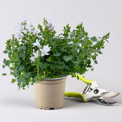 Glockenblume, 2-3 Farben zufällig, Topf-Ø 10,5 cm, 3 Pflanzen