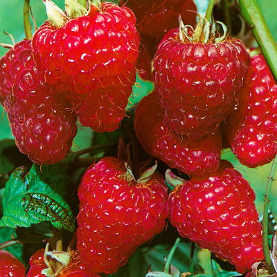 Herbsthimbeeren, 'Zefa 3' +  Heritage', 4er-Set, Topf je 2 Liter Herbsthimbeeren, 'Zefa 3' +  Heritage', 4er-Set, Topf je 2 Liter