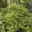 Niedrige Fiederspiere, Sorbaria sorbifolia 'Sem'(s), cremeweiß, Topf 5 l