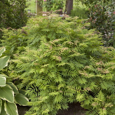 Niedrige Fiederspiere, Sorbaria sorbifolia 'Sem'(s), cremeweiß, Topf 5 l