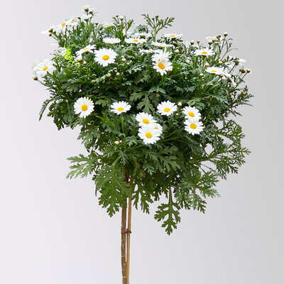 Margerite 'Bofinger', weiß, Stamm, Topf-Ø 24 cm