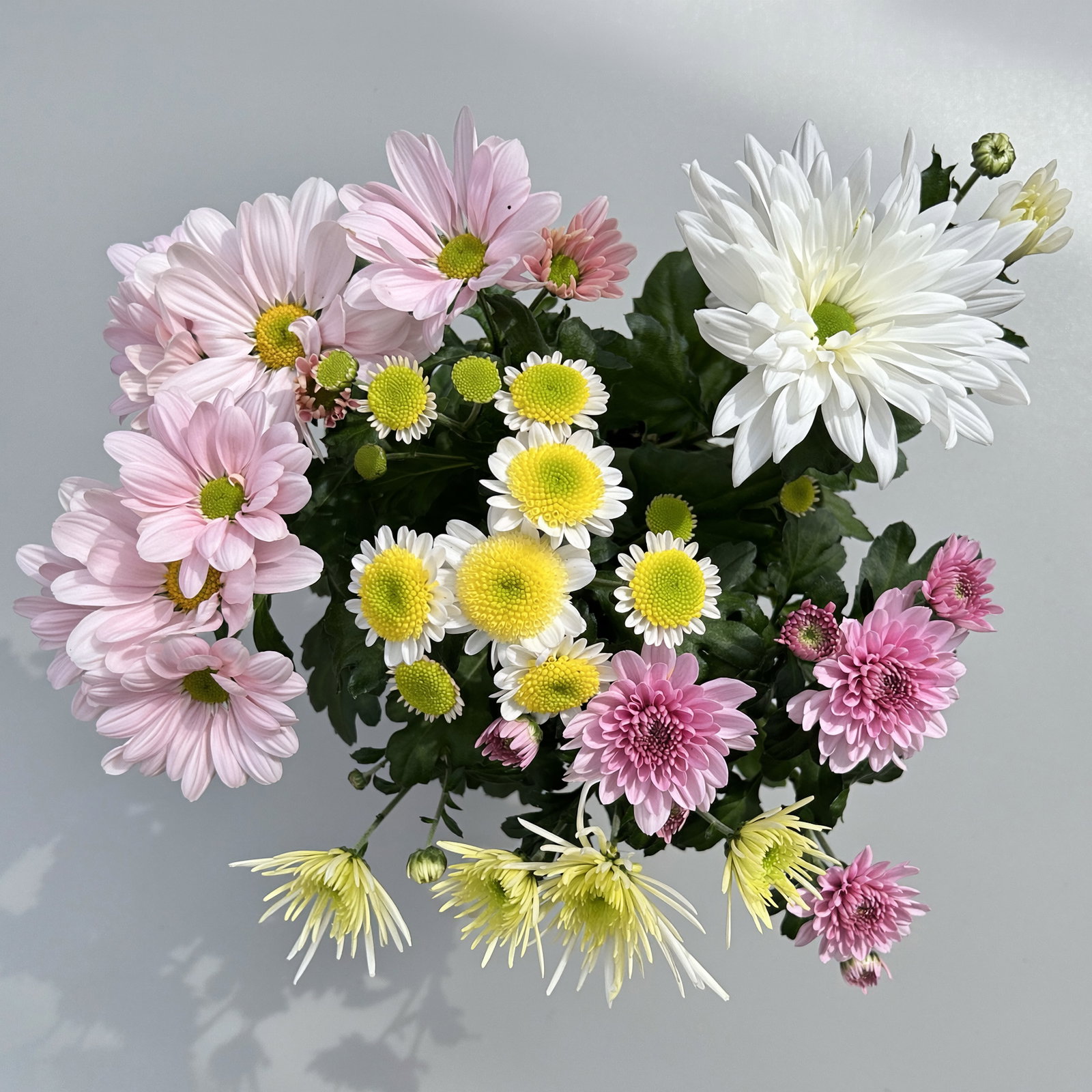 Chrysanthemen 'Bouquet', rosa-weiß-bordeaux-gelb, Topf-Ø 14 cm, 4 Pflanzen Chrysanthemen 'Bouquet', rosa-weiß-bordeaux-gelb, Topf-Ø 14 cm, 4 Pflanzen