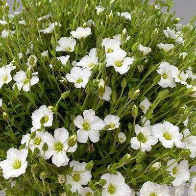 Berg-Sandkraut, weiß, Topf 3 Liter