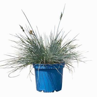 Kölles Beste Blauschwingel 'Elijah Blue', 19 cm Topf Kölles Beste Blauschwingel 'Elijah Blue', 19 cm Topf