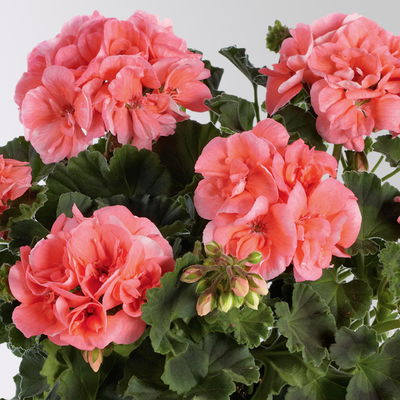 Geranie lachs, stehend, Topf-Ø 13 cm, 6 Stück