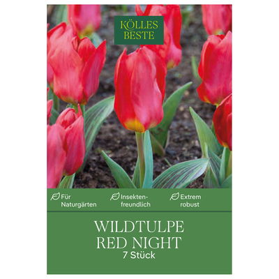 Wildtulpen 'Red Night', rot, Größe 11/12, 7 Blumenzwiebeln
