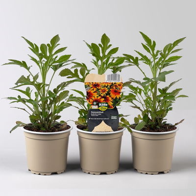 Bio Sonnenhut 'Prairie Glow', gelb-rot, Topf 11x11 cm, 3 Pflanzen Bio Sonnenhut 'Prairie Glow', gelb-rot, Topf 11x11 cm, 3 Pflanzen