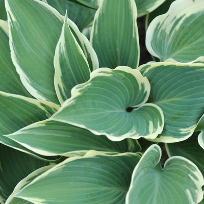 Bio Funkien 'El Nino' hellviolett, Topf 11x11 cm, 3 Pflanzen Bio Funkien 'El Nino' hellviolett, Topf 11x11 cm, 3 Pflanzen