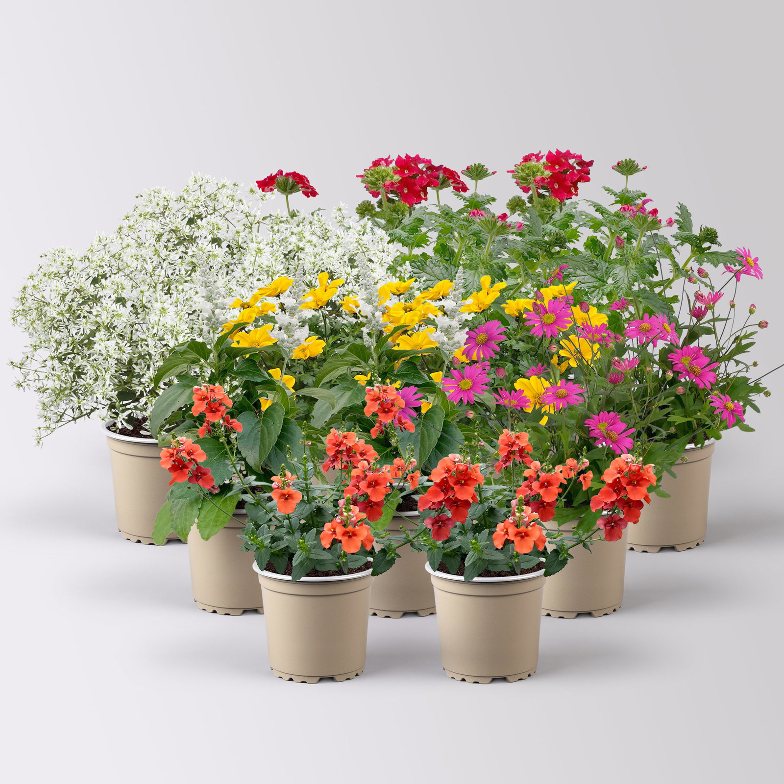 Pflanzenkreation 'Insektenbuffet', bunt, 12 Pflanzen