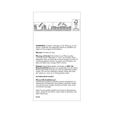 Schmucklilie (Agapanthus) blau, 3 Blumenzwiebeln Schmucklilie (Agapanthus) blau, 3 Blumenzwiebeln