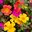 Portulakröschen