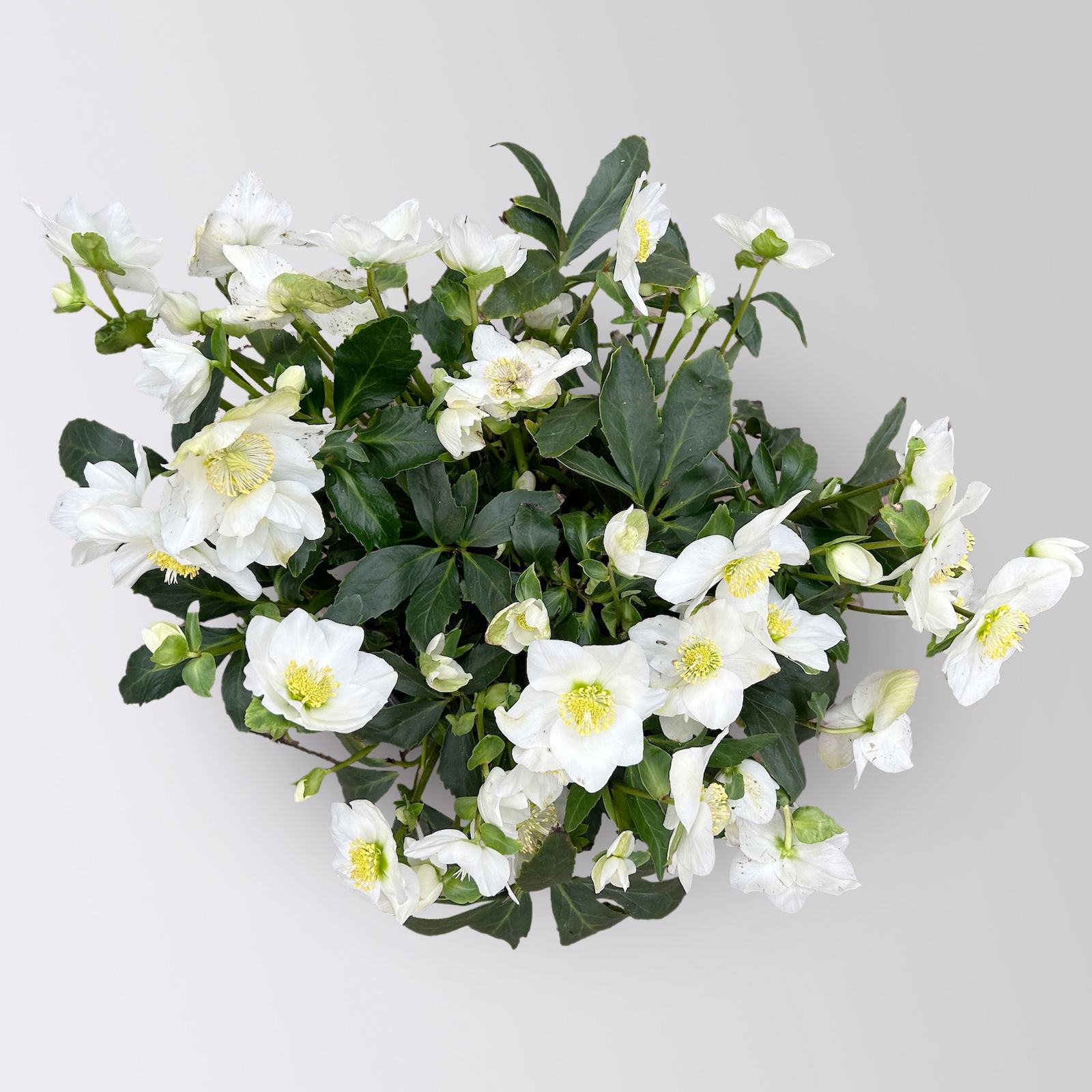 Christrose 'Wintersun', weiß, Schalen-Ø 27 cm