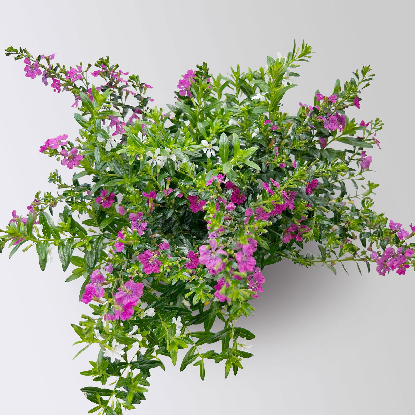 Scheinmyrte 'Duo', weiß und rosa, Topf-Ø 11 cm, 6 Pflanzen
