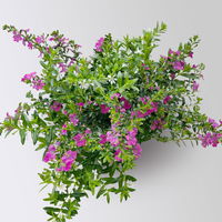 Scheinmyrte 'Duo', weiß und rosa, Topf-Ø 11 cm, 6 Pflanzen