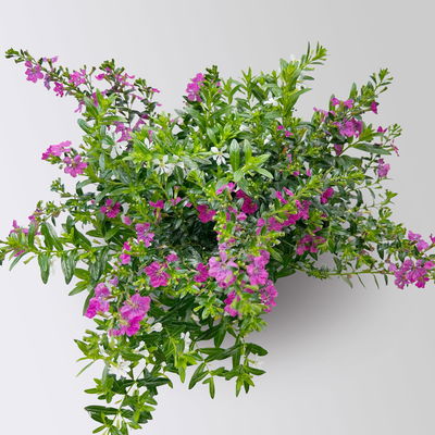 Japanische Scheinmyrte 'Duo', weiß-rosa, Topf-Ø 11 cm, 6 Pflanzen