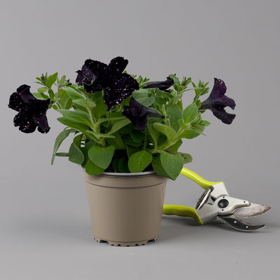 Petunie 'Midnight Sky' lila-weiß, hängend, Topf-Ø 13 cm, 6 Pflanzen