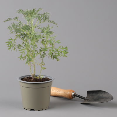 Bio Wermut, Topf-Ø 12cm, frisch aus unserer Bio-Gärtnerei Bio Wermut, Topf-Ø 12cm, frisch aus unserer Bio-Gärtnerei