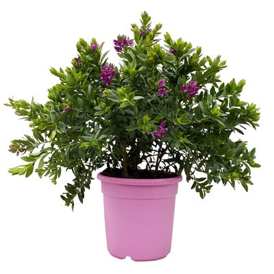 Kreuzblume, rosa-violett, Höhe ca. 50 cm, Topf-Ø 22 cm