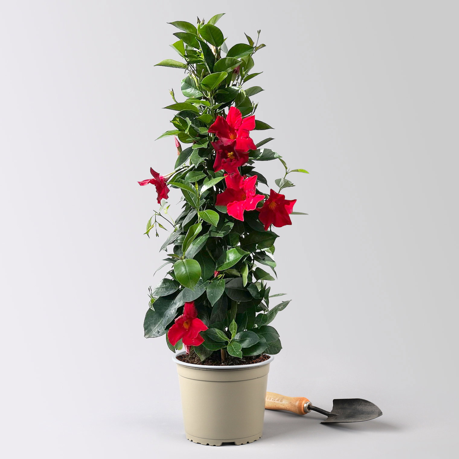 Dipladenie, rot, Pyramide, Topf-Ø 17 cm