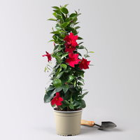 Dipladenie, rot, Pyramide, Topf-Ø 17 cm