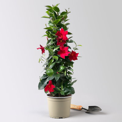 Dipladenie, rot, Pyramide, Topf-Ø 17 cm