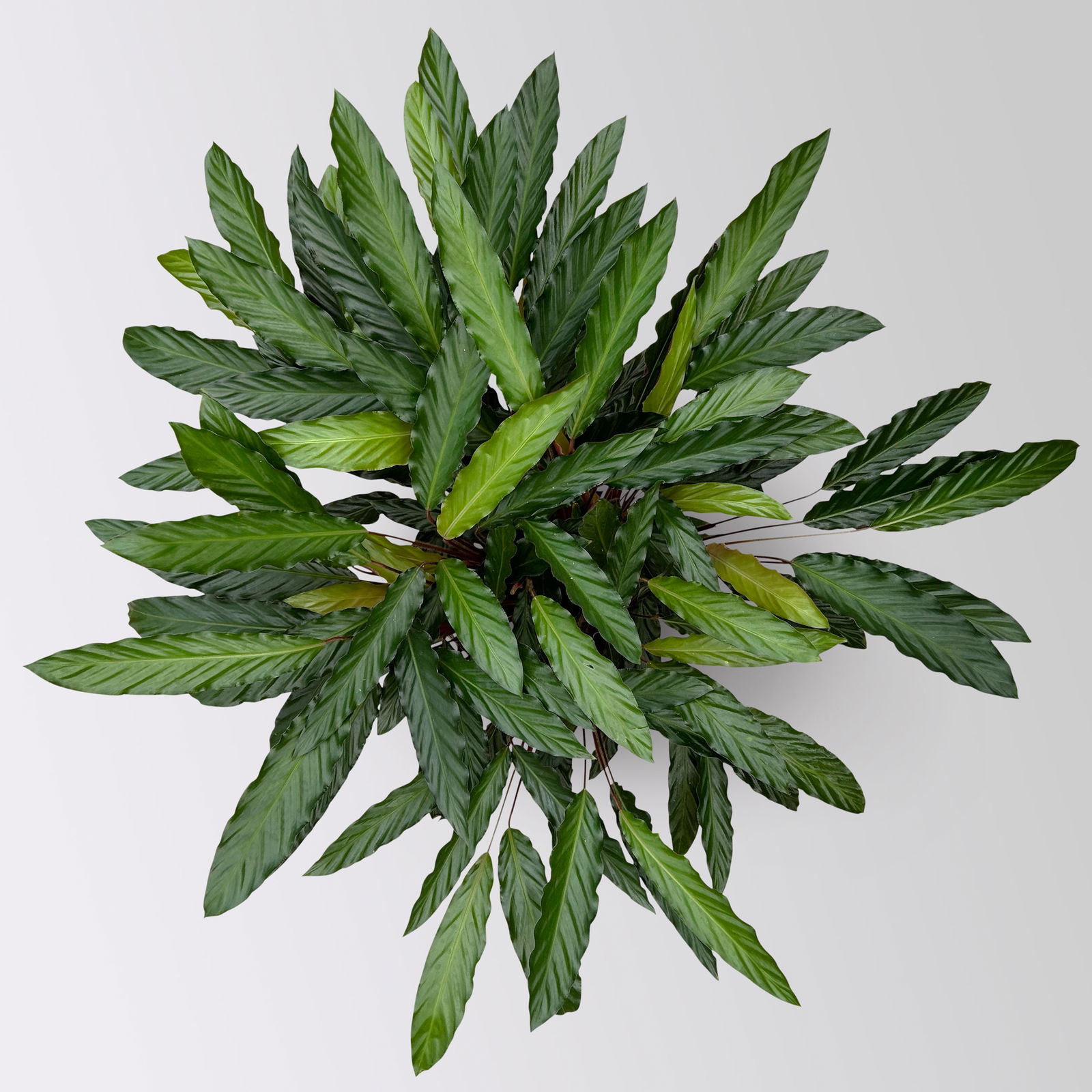 Calathea 'Wavestar', Topf-Ø 21 cm,  Höhe ca. 80-100 cm