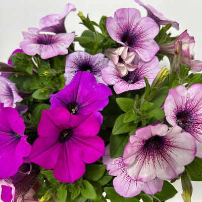 Petunien 'Duo' lila & flieder -lila geadert, hängend, Topf-Ø 14 cm, 4 Pflanzen