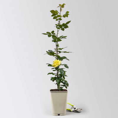 Beetrose 'Westart®' gelb, Topf 5 Liter, 4 Pflanzen Beetrose 'Westart®' gelb, Topf 5 Liter, 4 Pflanzen