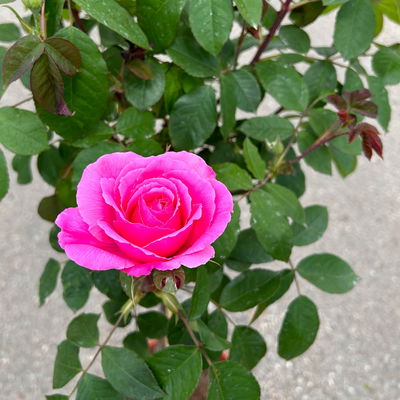 Stammrose 'Gertrude Jekyll' (Ausbord), Englische Rose, Stamm 60cm 7,5 lt. Topf Stammrose 'Gertrude Jekyll' (Ausbord), Englische Rose, Stamm 60cm 7,5 lt. Topf