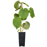 Männliche Kiwi 'Atlas', Topf 2 Liter, 2er-Set Männliche Kiwi 'Atlas', Topf 2 Liter, 2er-Set