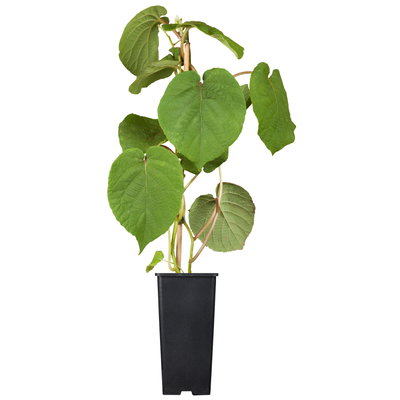 Männliche Kiwi 'Atlas', Topf 2 Liter, 2er-Set Männliche Kiwi 'Atlas', Topf 2 Liter, 2er-Set