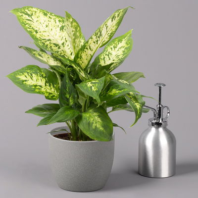 Dieffenbachie 'Compacta', Topf-Ø12cm, Höhe ca. 25 cm, 3er-Set