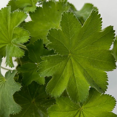 Frauenmantel, grün-gelb, Topf 11x11 cm, 3 Pflanzen Frauenmantel, grün-gelb, Topf 11x11 cm, 3 Pflanzen