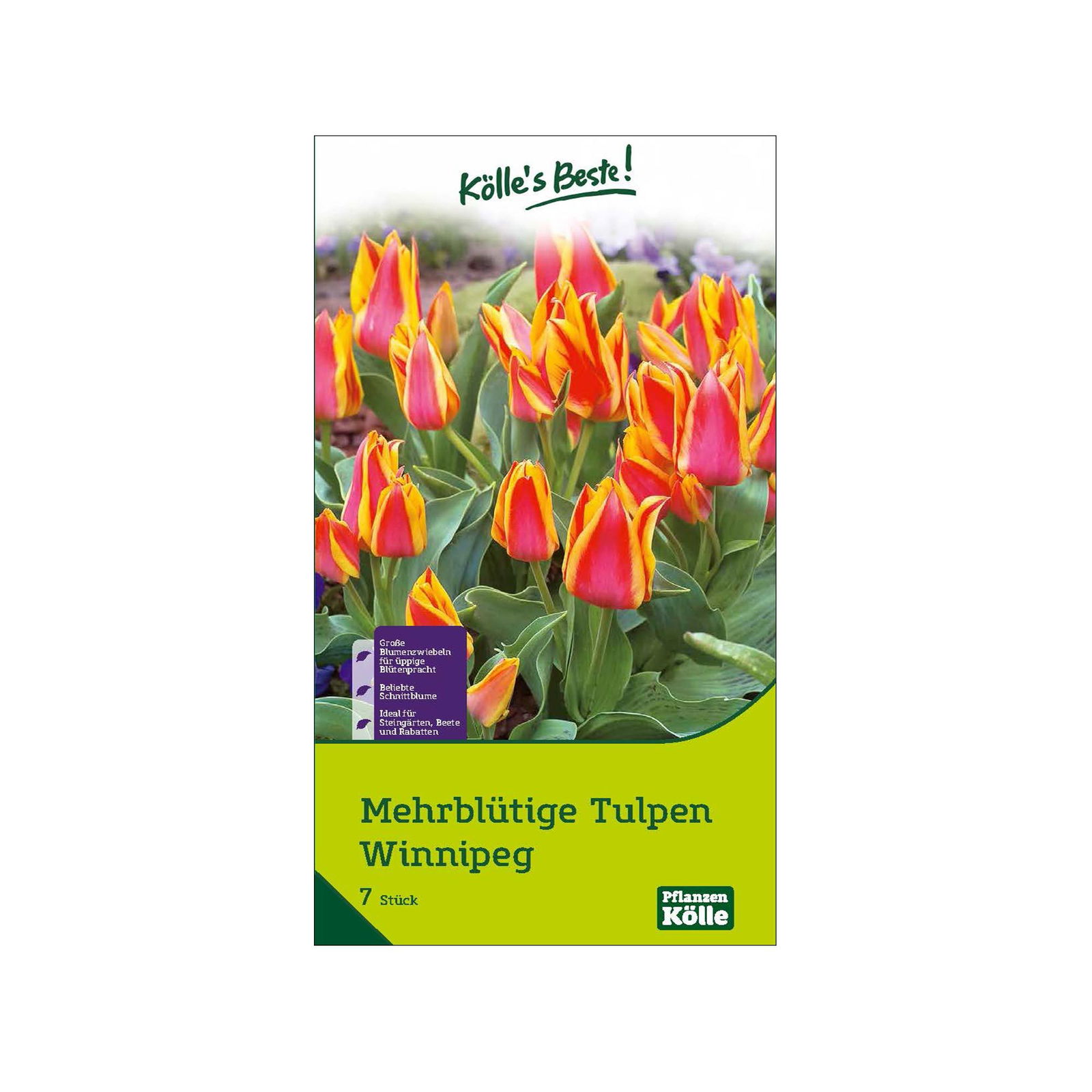 mehrblütige Tulpen 'Winnipeg', rot, gelb, Größe 11/12, 7 Blumenzwiebeln