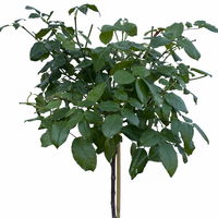 Stammrose 'Westzeit®', Beetrose, Stammhöhe 60cm im 7,5 Liter Topf