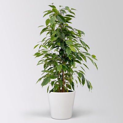 Birkenfeige 'Anastasia' im Keramiktopf Dallas, Topf-Ø 17 cm, Höhe ca. 60 cm