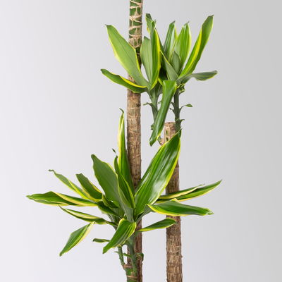 Duftender Drachenbaum 'Gold Dream', Topf-Ø 24 cm, Höhe ca. 140 cm Duftender Drachenbaum 'Gold Dream', Topf-Ø 24 cm, Höhe ca. 140 cm